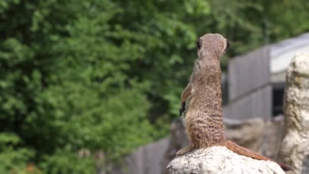 Meerkat Suricata Suricatta Bir Taşın Üzerinde Oturuyor Uzaklığa Bakıyor — Stok video