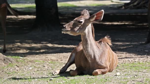 Greater Kudu Tragelaphus Strepsiceros Antílope Encontrado Toda África Oriental Austral — Vídeo de Stock