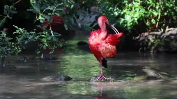 Szkarłatny Ibis Eudocimus Ruber Ptak Rodziny Threskiornithidae Podziwiany Przez Czerwonawe — Wideo stockowe