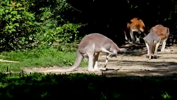 Vörös Kenguru Macropus Rufus Legnagyobb Kenguru Legnagyobb Szárazföldi Emlős Ausztráliában — Stock videók