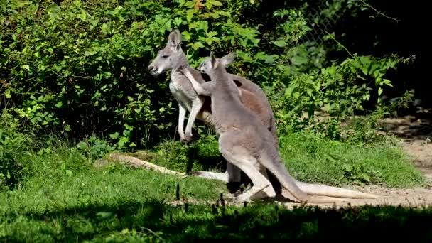 Kırmızı Kanguru Macropus Rufus Tüm Kanguruların Büyüğü Avustralya Özgü Büyük — Stok video