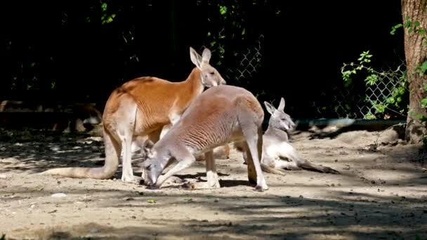 Червоний Кенгуру Macropus Rufus Найбільший Усіх Кенгуру Найбільший Наземний Ссавець — стокове відео