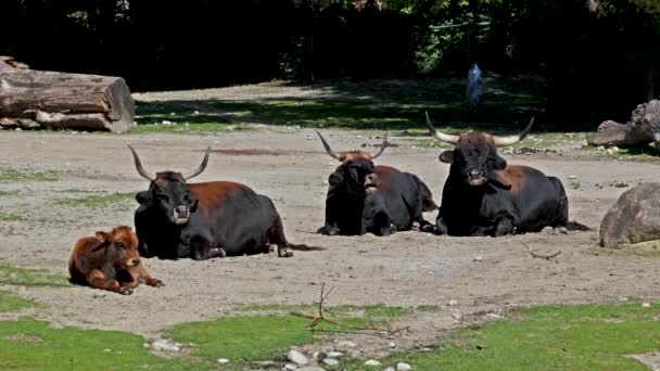 Heck Vee Bos Primigenius Taurus Beweerde Lijken Uitgestorven Aurochs Huiselijk — Stockvideo