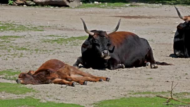 ヘック牛 ボスPrimigenius Taurusは絶滅したオーロックに似ていると主張した ドイツの公園で見られる国内の高地牛 — ストック動画