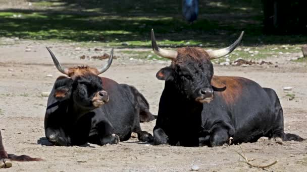 Cholerne Bydło Prymitywny Taurus Bos Twierdził Przypomina Wymarłe Zorza Polarna — Wideo stockowe