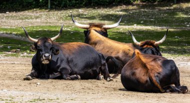 Bos Primigenius Taurus, soyu tükenmiş yaban öküzlerine benzediğini iddia etti. Alman parkında görülen yerli dağ sığırları