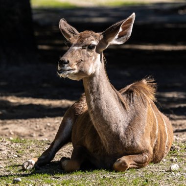 Büyük kudu, yayılım gösterir: strepsiceros Doğu ve Güney Afrika boyunca bulunan ormanlık bir antilop olduğunu..