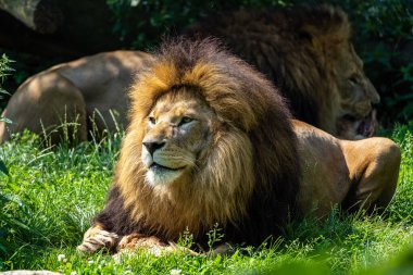 Aslan, Panthera leo, Panthera cinsindeki dört büyük kediden biridir ve Felidae familyasının bir üyesidir..