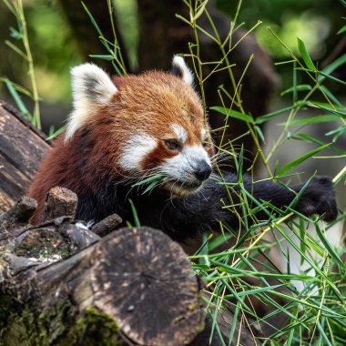 Kırmızı panda, Ailurus fulgens, daha küçük panda ve kırmızı kedi ayı olarak da bilinir..