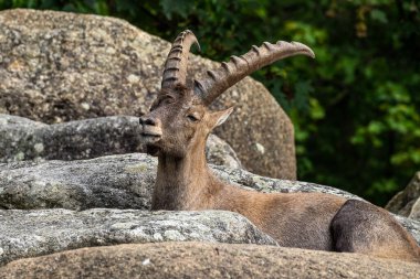 Erkek dağ keçisi - Capra dağ keçisi hayvanat bahçesinde