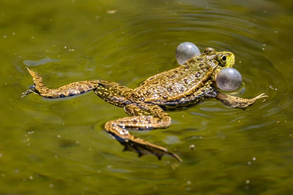 Gewone Kikker Rana Temporaria Een Semi Aquatische Amfibie Uit Familie — Stockfoto