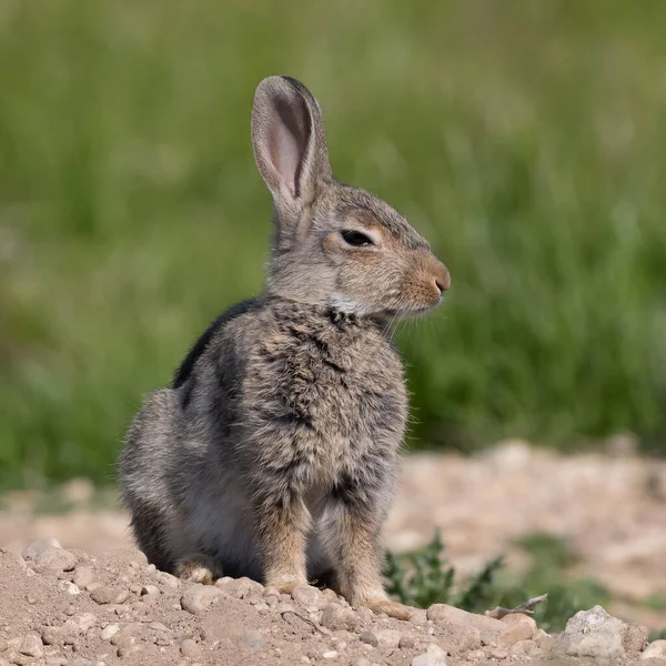 ヨーロッパのウサギ 一般的なウサギ バニー オリクトラガス クヌークはミュンヘンの牧草地に座っていますPanzerwiese — ストック写真