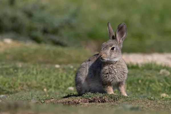 ヨーロッパのウサギ 一般的なウサギ バニー オリクトラガス クヌークはミュンヘンの牧草地に座っていますPanzerwiese — ストック写真