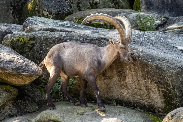 Erkek Dağ Keçisi Capra Dağ Keçisi Alman Parkında Bir Kayanın — Stok fotoğraf