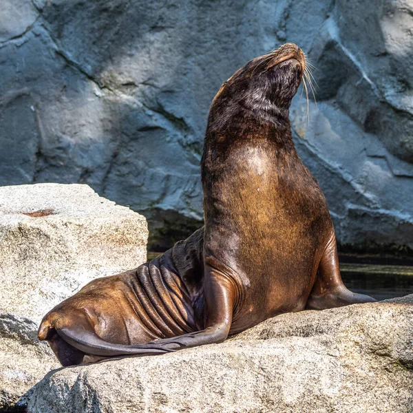 Zuid Amerikaanse Zeeleeuw Otaria Flavescens Voorheen Otaria Byronia Ook Wel — Stockfoto