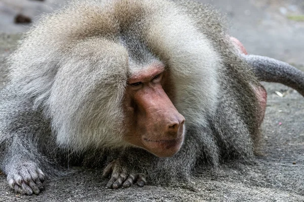 Papio Hamadryas Uma Espécie Babuíno Nativa Chifre África Ponta Sudoeste — Fotografia de Stock