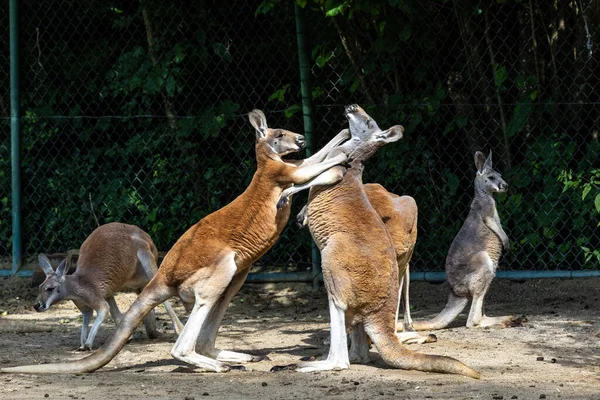 The red kangaroo, Macropus rufus is the largest of all kangaroos, the largest terrestrial mammal native to Australia, and the largest extant marsupial.