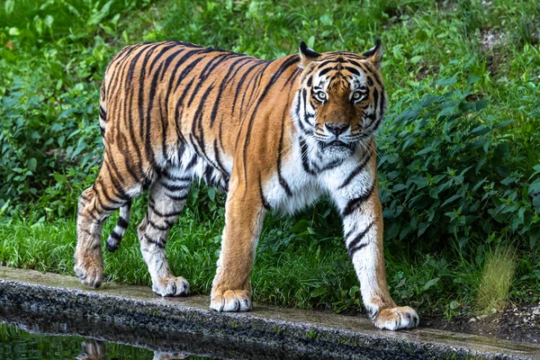 시베리아 호랑이 Panthera Tigris Altaica 세계에서 고양이 동물이다 — 스톡 사진