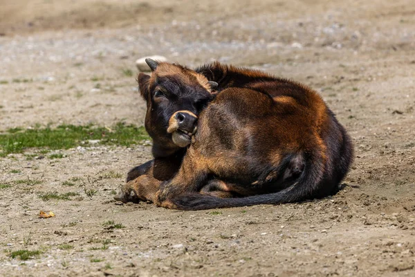 Joven Bebé Heck Ganado Bos Primigenius Taurus Afirmó Que Asemejan — Foto de Stock