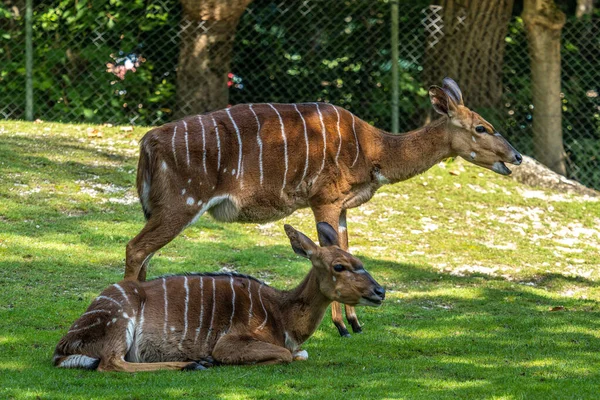 Nyala Tragelaphus Angasii Antílope Cuernos Espirales Nativo Del Sur África — Foto de Stock