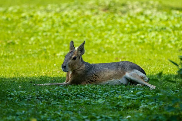 Mara Patagónica Dolichotis Patagonum Estos Grandes Parientes Conejillos Indias Son — Foto de Stock