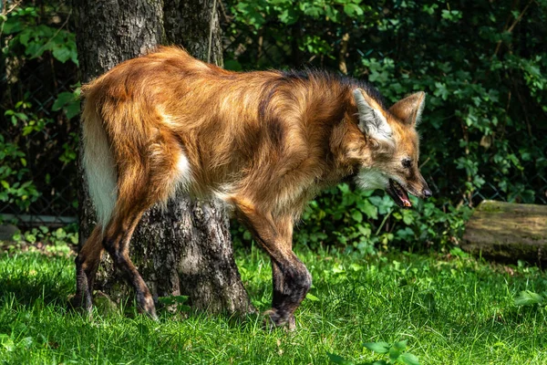 Maned Wolf Chrysocyon Brachyurus Největší Kánon Jižní Ameriky Tento Savec — Stock fotografie