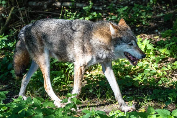 Lobo Canis Lupus Também Conhecido Como Lobo Cinzento Lobo Madeireiro — Fotografia de Stock