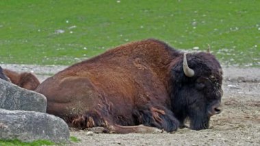 Bizon ya da bizon, bir zamanlar Kuzey Amerika 'da geniş sürüler halinde yaşayan bir bizon türüdür..