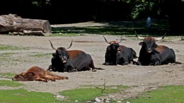 Bos Primigenius Taurus, soyu tükenmiş yaban öküzlerine benzediğini iddia etti. Alman parkında görülen yerli dağ sığırları