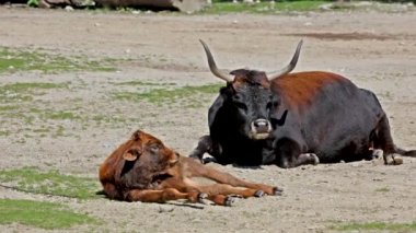 Bos Primigenius Taurus, soyu tükenmiş yaban öküzlerine benzediğini iddia etti. Alman parkında görülen yerli dağ sığırları
