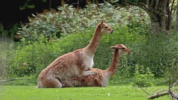 Paarungsverhalten Der Vicunas Vicugna Vicugna Verwandte Der Lamas Die Den — Stockvideo