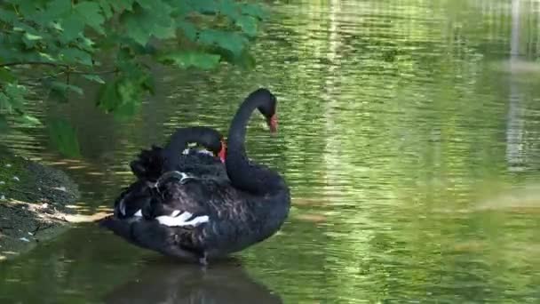 Fekete Hattyú Cygnus Atratus Egy Nagy Vízimadár Egy Hattyúfaj Amely — Stock videók