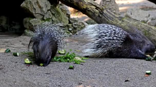 Hystrix Indica Een Zoogdier Uit Familie Van Stekelvarkens Hystricidae — Stockvideo