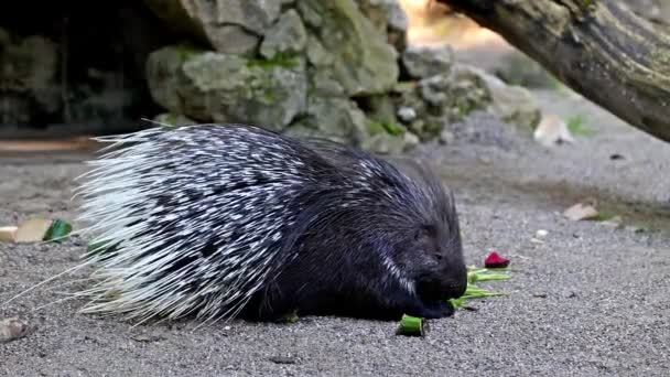 Hystrix Indica Hystricidae Uma Espécie Roedor Pertencente Família Hystricidae — Vídeo de Stock