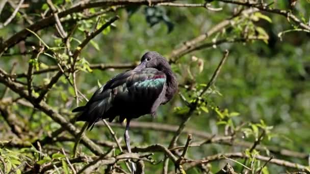 Glossy Ibis Plegadis Falcinellus Vadande Fågel Ibis Familjen Threskiornithidae — Stockvideo