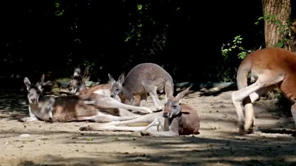 Красный Кенгуру Macropus Rufus Является Крупнейшим Кенгуру Крупнейшим Наземным Млекопитающим — стоковое видео