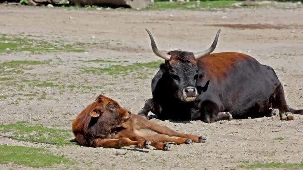 Heck Cattle Bos Primigenius Taurus Claimed Resemble Extinct Aurochs Domestic — Stock Video