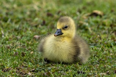 Anser anser, Anatidae familyasından bir kuş türü olan Anatidae familyasından bir kaz türü.