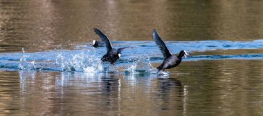 Avrasyalı ördek, Fulica atra suda koşarak birbirlerini kovalıyorlar. Avustralya ördeği olarak da bilinir, Rallidae familyasının bir üyesidir..
