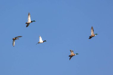 Yaban ördeği, Anas Platyrhynchos bir amatör ördektir. Burada Münih, Almanya 'da bir gölün üzerinde uçuyor..