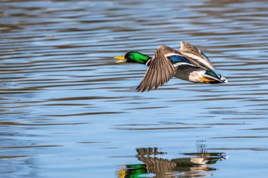 Yaban ördeği, Anas Platyrhynchos bir amatör ördektir. Burada Münih, Almanya 'da bir gölün üzerinde uçuyor..