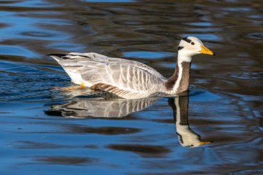 Çubuk başlı kaz Anser indicus, Orta Asya 'da, Güney Asya' daki dağ gölleri ve kışların yakınında, Hindistan yarımadasının güneyine kadar uzanan kolonilerde üreyen bir kazdır..