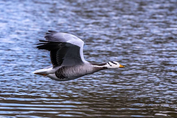 Çubuk Kafalı Kaz Münih Bir Gölün Üzerinde Uçuyor Anser Indicus — Stok fotoğraf