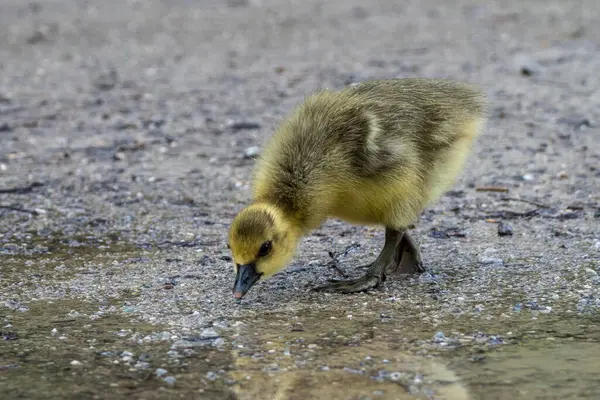 Close Beautiful Yellow Fluffy Greylag Goose Baby Gosling Spring Anser — Stock Photo, Image