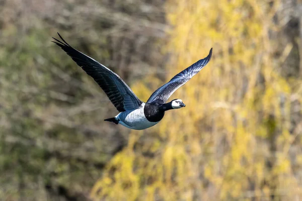 Barnacle Husa Branta Leucopsis Létající Nad Jezerem Nedaleko Mnichova Německu — Stock fotografie