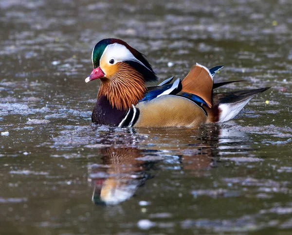 Aix Galericulata Uma Espécie Pato Pertencente Família Asteraceae Aqui Lago — Fotografia de Stock