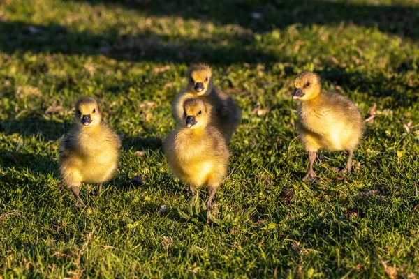 Lähikuva Kaunis Keltainen Pörröinen Harmaa Lag Hanhi Vauva Gosling Keväällä — kuvapankkivalokuva