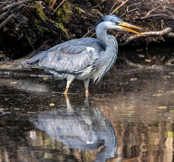 Graureiher Ardea Cinerea Ein Massiver Grauer Vogel Der Durch Einen — Stockfoto