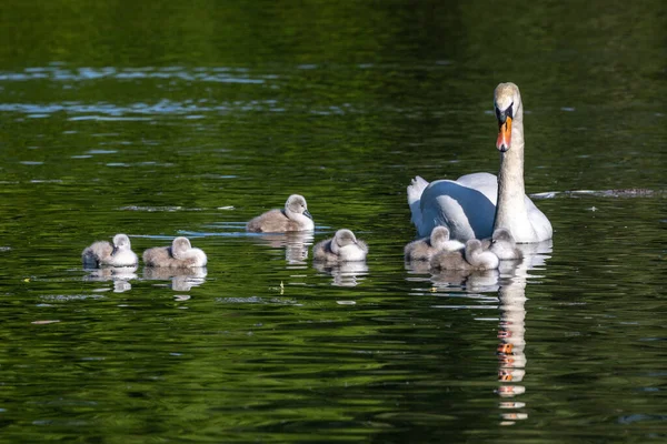 Família Dos Cisnes Mudos Mãe Com Bebés Cygnus Olor Uma — Fotografia de Stock