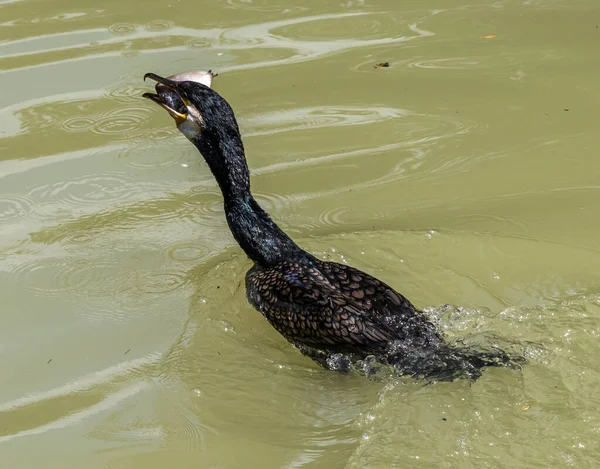 Великий Баклан Ест Рыбу Phalacrocorax Carbo Известный Большой Черный Баклан — стоковое фото